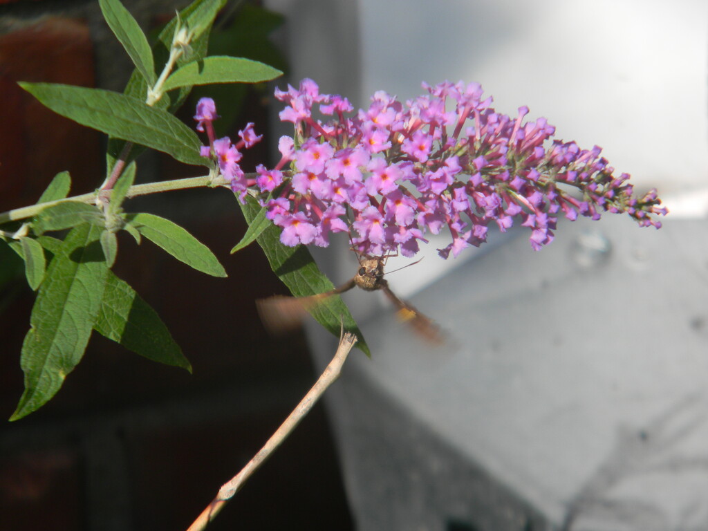 Upside Down Butterfly  by sfeldphotos