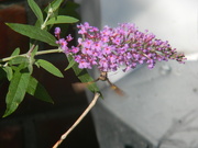 1st Aug 2024 - Upside Down Butterfly 