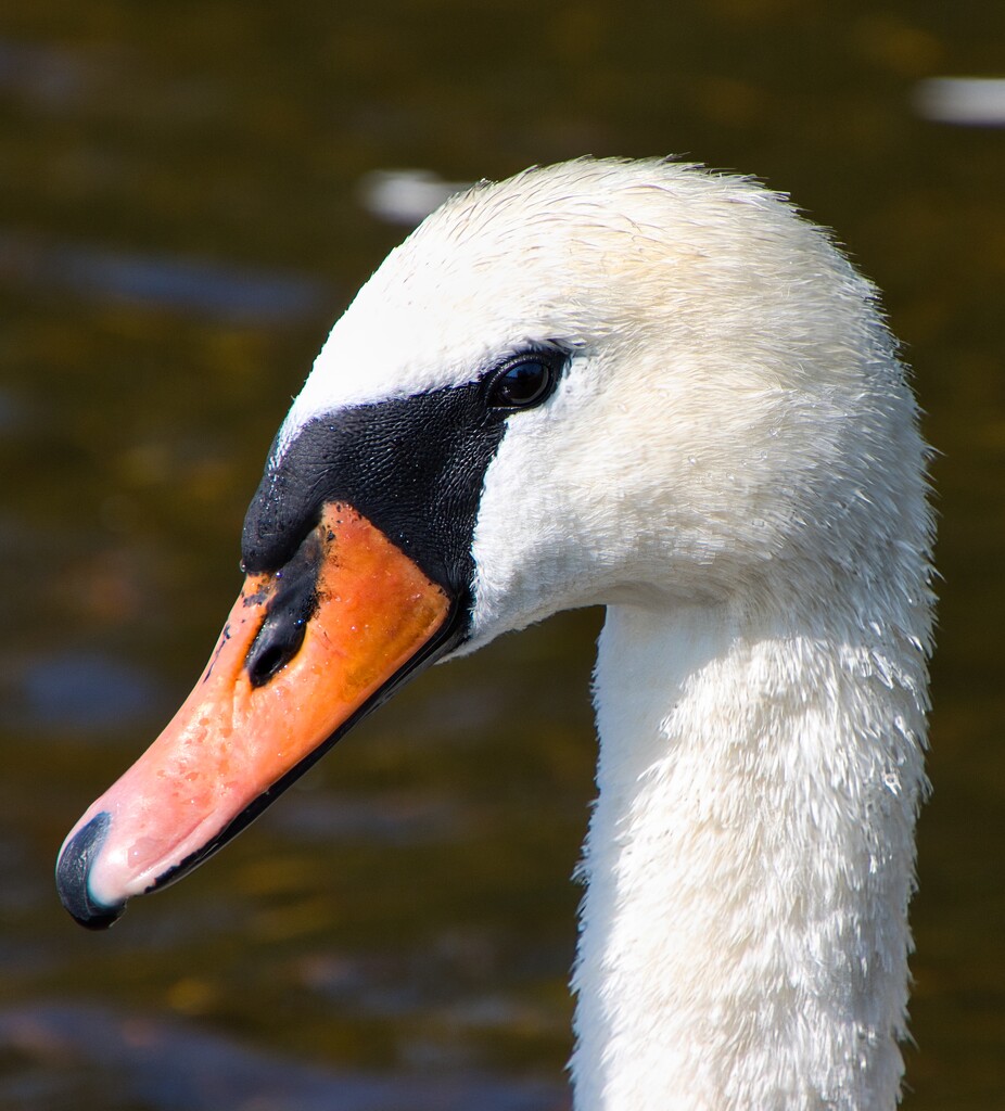 Swan portrait by okvalle