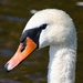 Swan portrait by okvalle