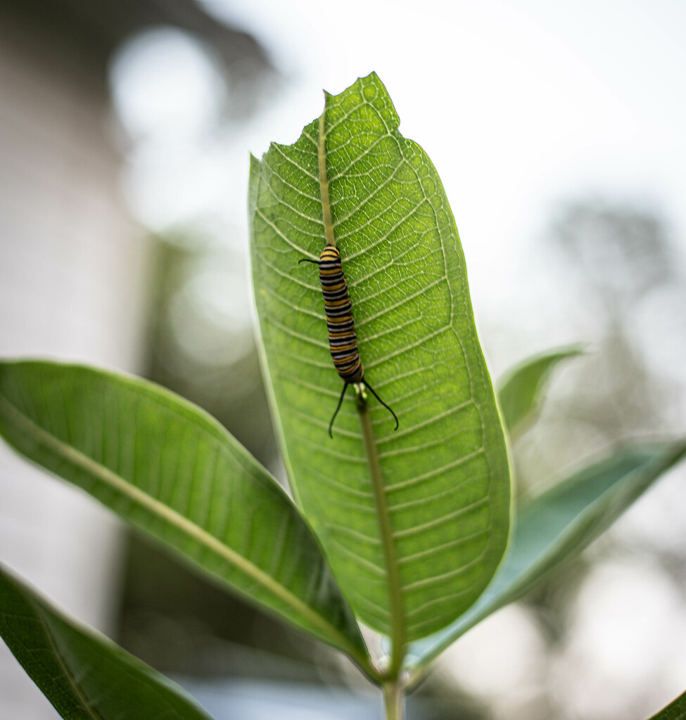 Future Monarch by darchibald