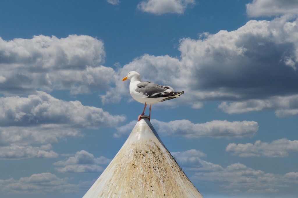 On Top Of The World by joysfocus