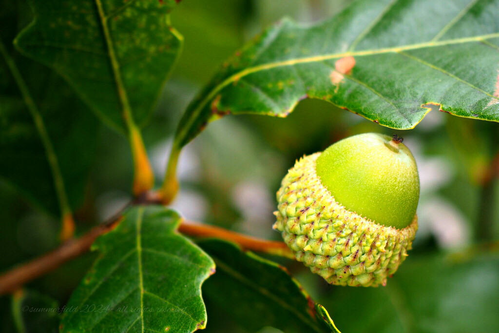 acorn by summerfield