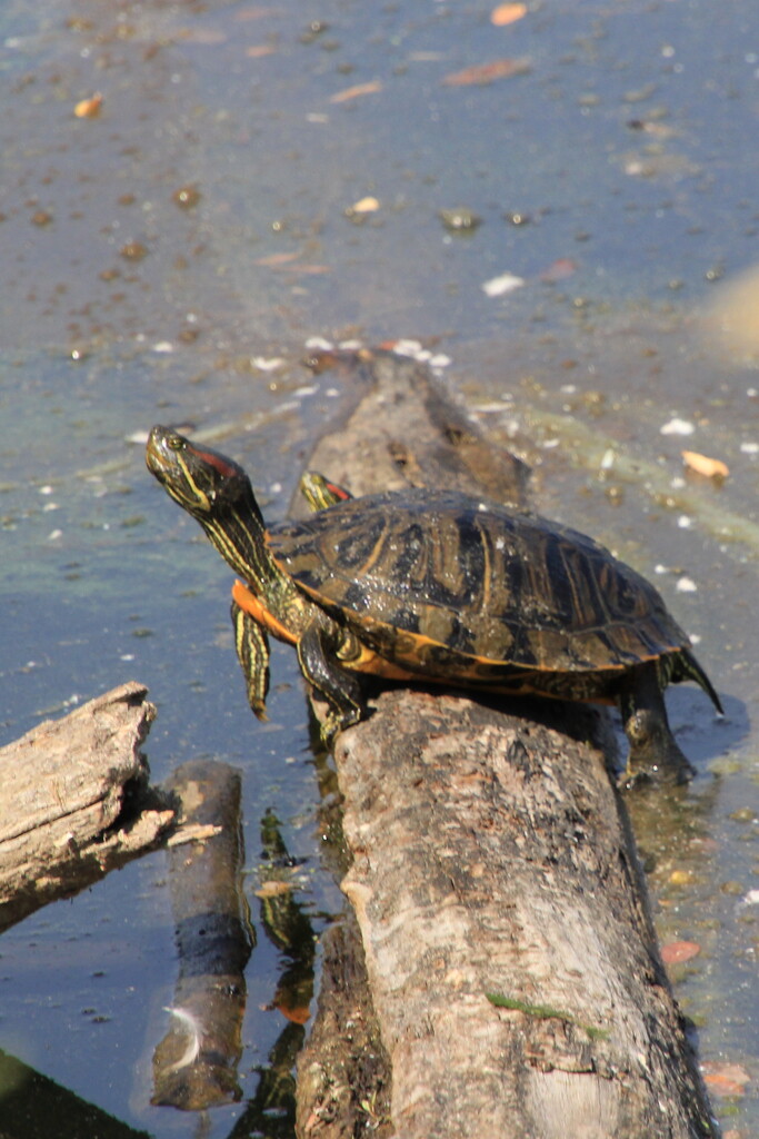 Pond Slider by pirish