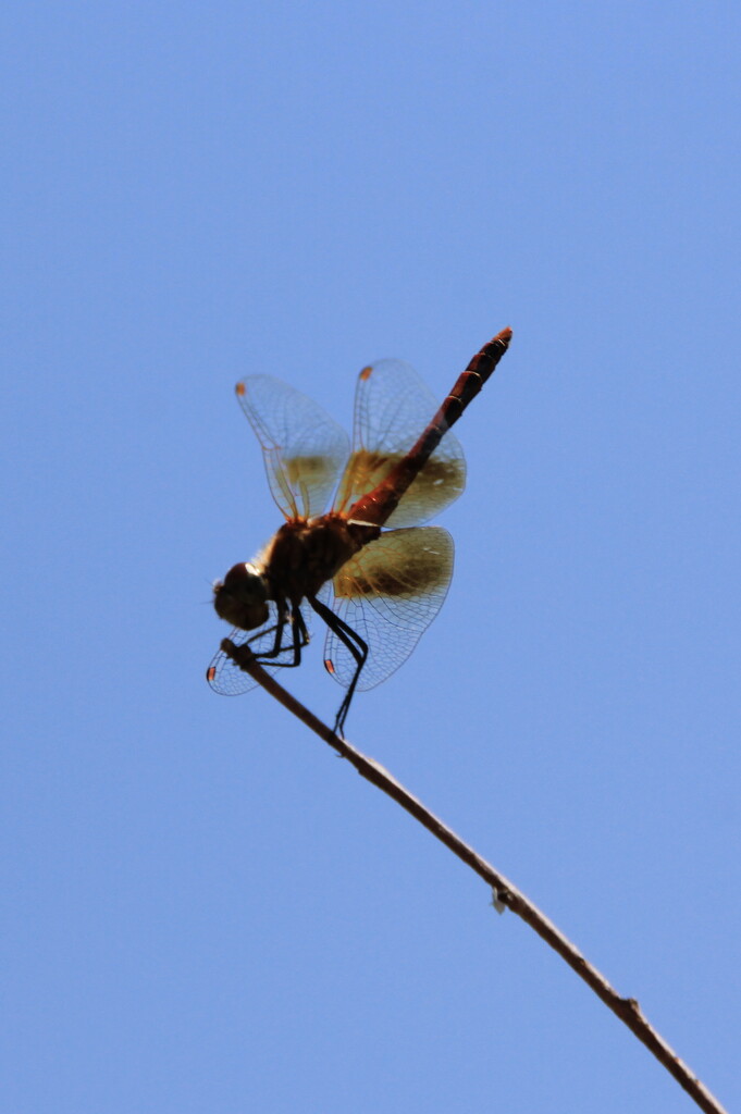 Band-winged meadowhawk by pirish