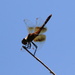 Band-winged meadowhawk by pirish