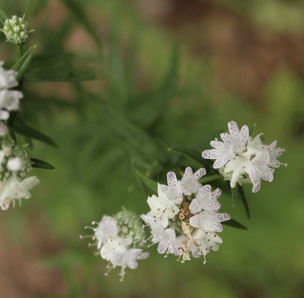 Mountain mint-A very dainty flower by mltrotter