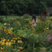 girl in flower field  by myhrhelper