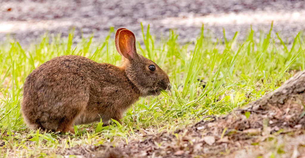 Bunny Rabbit Having a Snack! by rickster549