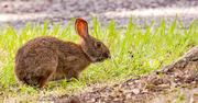 1st Aug 2024 - Bunny Rabbit Having a Snack!