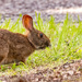 Bunny Rabbit Having a Snack! by rickster549