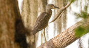 1st Aug 2024 - Juvenile Yellow Crowned Night Heron!