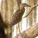 Juvenile Yellow Crowned Night Heron! by rickster549