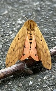 1st Aug 2024 - Dusk Moth