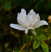 31st Jul 2024 - 7 31 White Rose