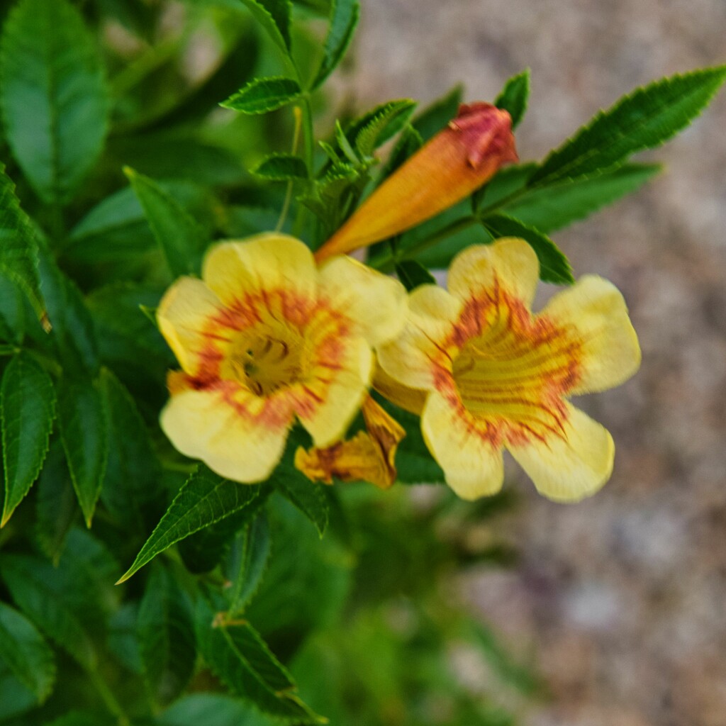 7 31 Jubilee AZ Yellow Belles by sandlily