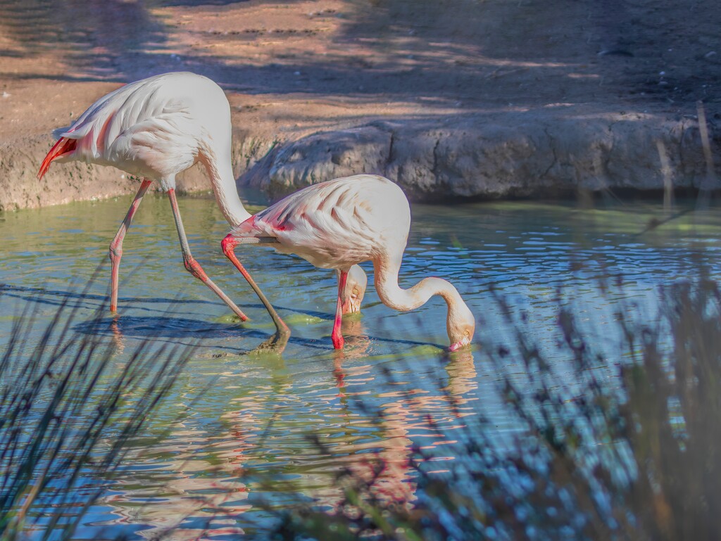 Happy Flamingo Friday by ludwigsdiana