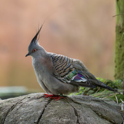 2nd Aug 2024 - Australian Crested Pigeon