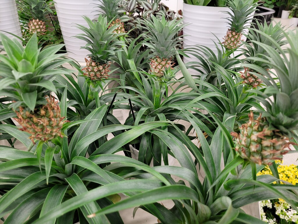 Little pineapple plants by scoobylou