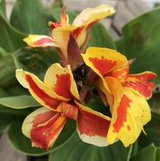 1st Aug 2024 - Canna Lily 2nd Bloom