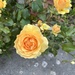 Beautiful Rose