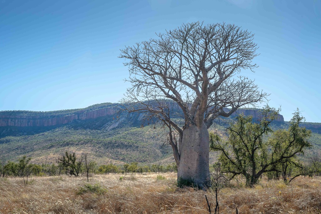 Boab on the Gibb River Rd. by pusspup