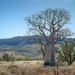 Boab on the Gibb River Rd. by pusspup