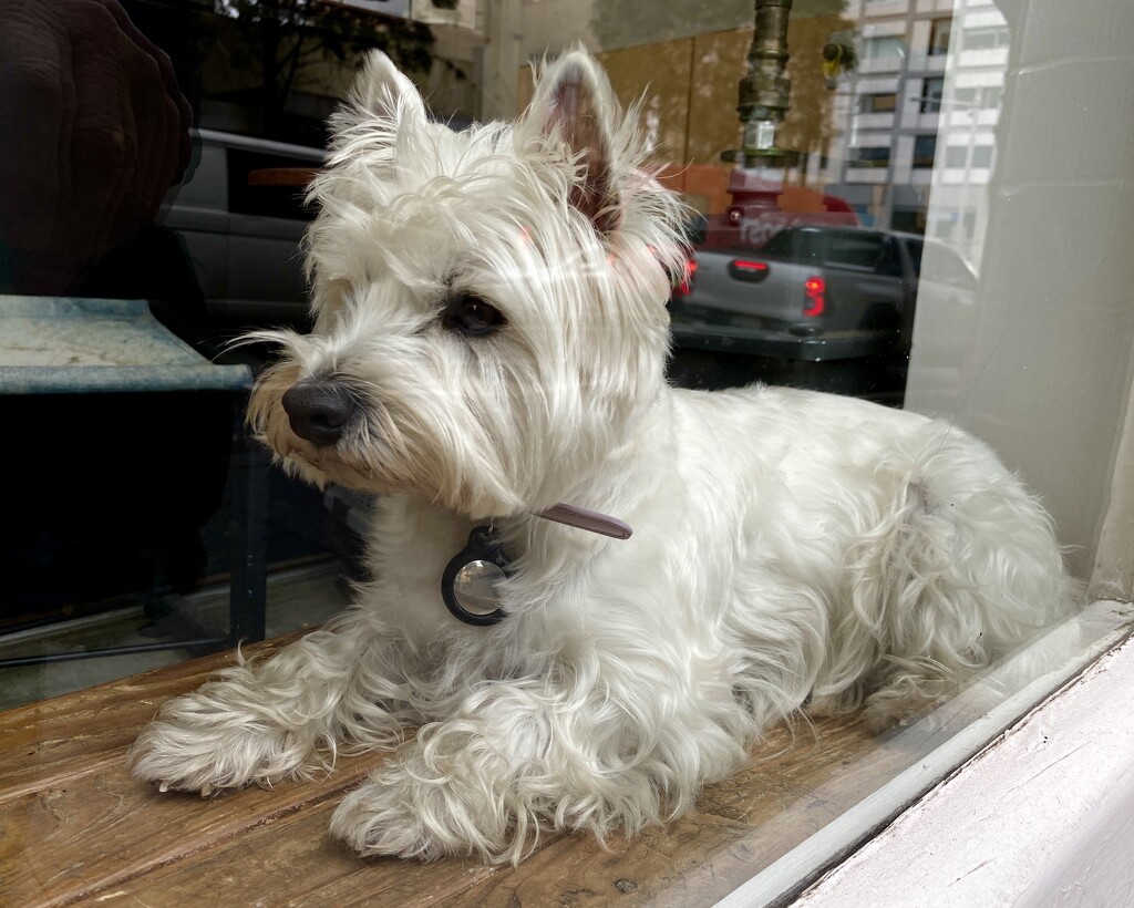 How much is that doggie in the window? by johnfalconer