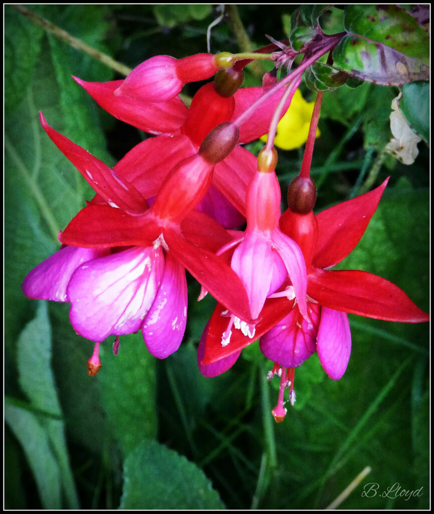 Hardy Fuchsia by beryl