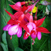 Hardy Fuchsia by beryl