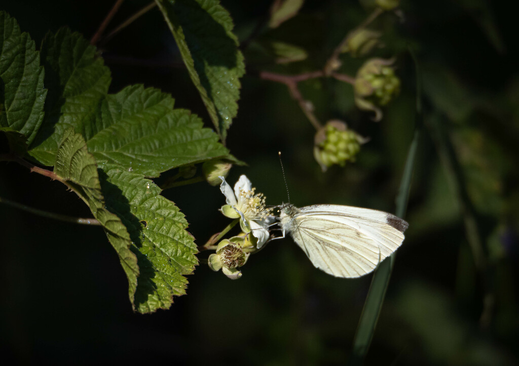 In the blackberry bushes by haskar