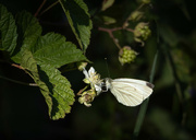 1st Aug 2024 - In the blackberry bushes