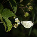 In the blackberry bushes by haskar