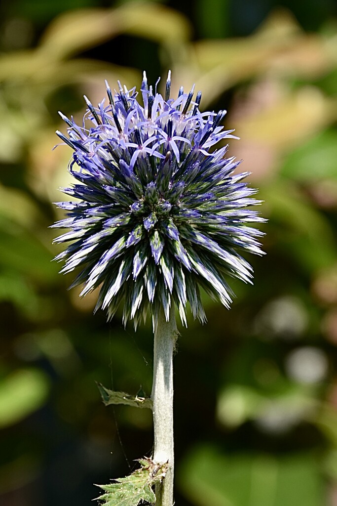 Bert the Echinops by wakelys