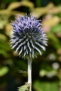 2nd Aug 2024 - Bert the Echinops