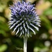 Bert the Echinops by wakelys