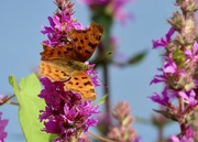 2nd Aug 2024 - Comma