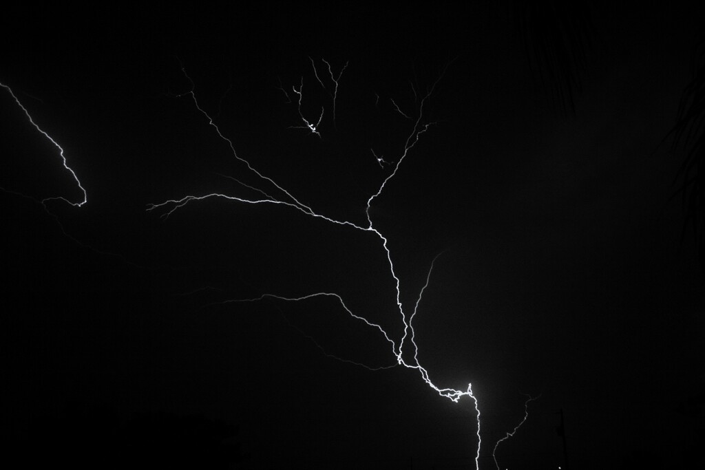 Lightning Tree by photohoot