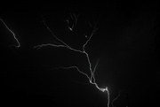 1st Aug 2024 - Lightning Tree