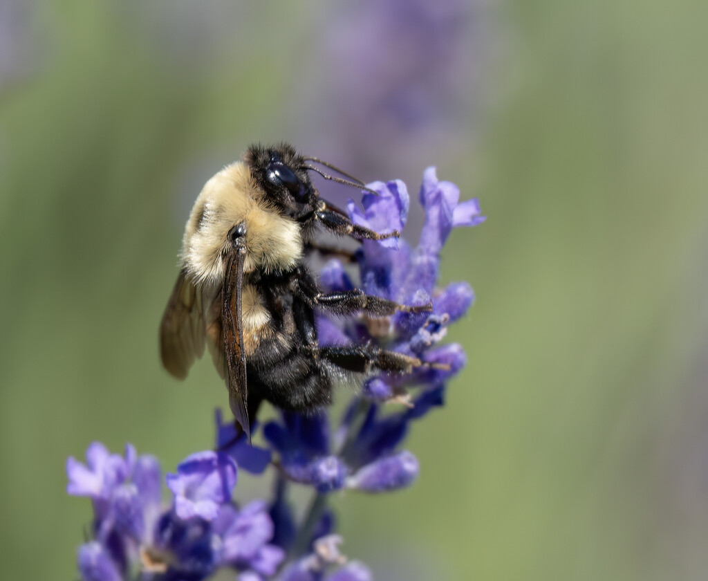 Enjoying the lavender by mccarth1