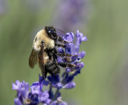 1st Aug 2024 - Enjoying the lavender