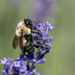 Enjoying the lavender by mccarth1