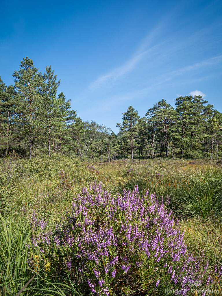 Heather by helstor365