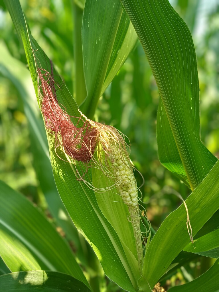 Maize...moving onwards  by 365projectorgjoworboys