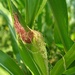 Maize...moving onwards  by 365projectorgjoworboys