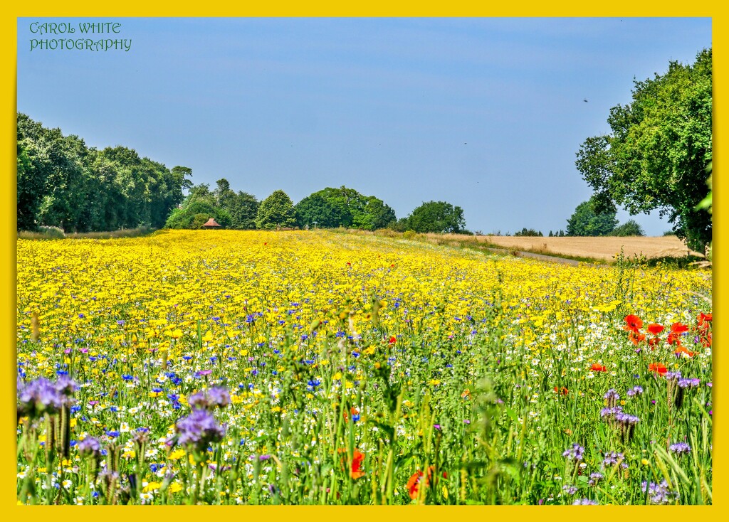 Wildflower Meadow by carolmw