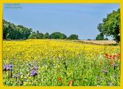 2nd Aug 2024 - Wildflower Meadow