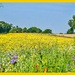 Wildflower Meadow by carolmw