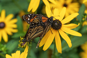 2nd Aug 2024 - Mating Monarchs