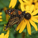 Mating Monarchs by kvphoto